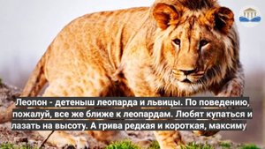 Звери-гибриды. Какие еще виды можно скрещивать, кроме тигров и львов