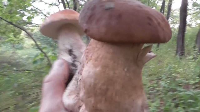 За ГРИБАМИ да за ЯГОДАМИ в ЛЕС! Нашли БЕЛЫХ и устроили СОРЕВНОВАНИЕ. смотреть онлайн