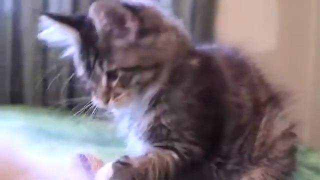 Как выбрать  и купить котенка породы мейн кун