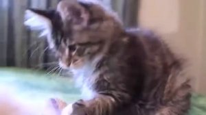 Как выбрать  и купить котенка породы мейн кун