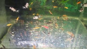 Содержание сома Коридорас Панда. Сомик Коридорас Панда.