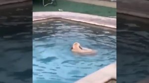 Милые животные_37