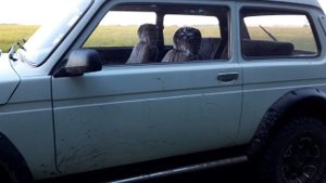 Про ниву бронто фора