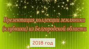 Видеопрезентация сортов земляники(клубники) коллекции Володиных на 2018_19г.