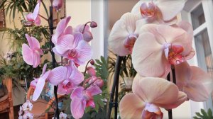 ДВЕ НОВЫЕ ОРХИДЕИ!