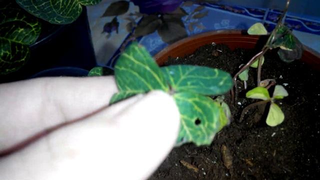 Кислица сетчатая.#Оксалис.