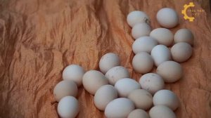 60 Days Harvest Spring Crops Go to Market to Sell - Bad When Big Snake Appears On The Farm