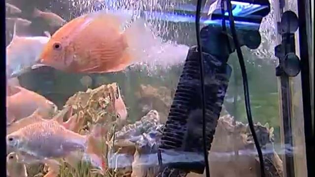 клип про аквариум рыбки