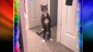 Запоминает куда прячут вкусняшки.