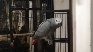 Диалог между Жако и хозяйкой