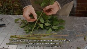 Выращивание роз дома в картошке