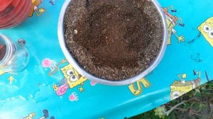 HOW TO SOW PETUNIA SEEDS