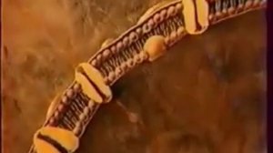 Плазматическая мембрана.Строение