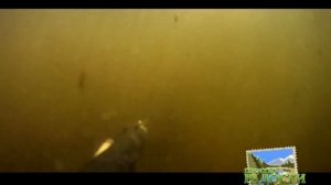 Подводная охота на Волге, раскаты, канал.  Охота на сома.