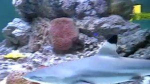 Черноперая рифовая Акула в Новосибирске