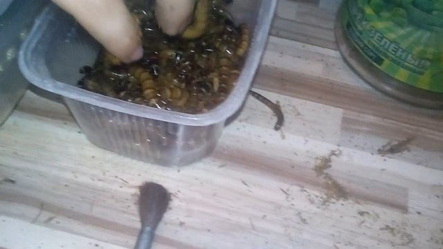 Альянс и зофобас) смотреть онлайн