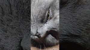 Храп кошки. Муркотание для сна.