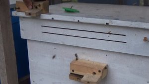 Как Защитить Ульи от Пчел Воровок? Совет Пчеловода.