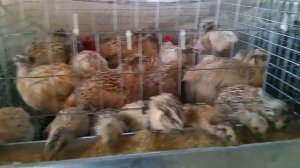 Несутся ли перепела в 40 градусную жару? Перепела Техасцы Фараон Феникс