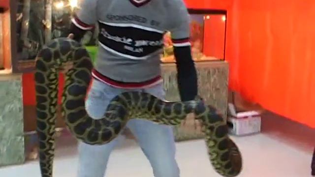 Выставка экзотических животных в Махачкале. Зоотеррариум смотреть онлайн