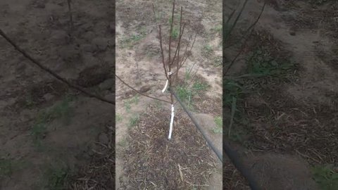 Обработка фруктового сада первая обработка от поразитов, препарат 30Д