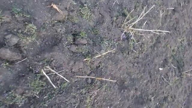 Малиновое дерево, как выращивать.