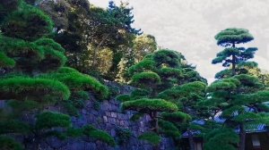 Япония. Топ 3 Парков Токио или Где найти САКУРУ в ноябре