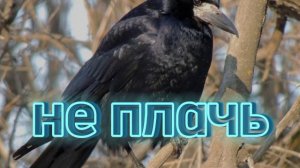 не плачь