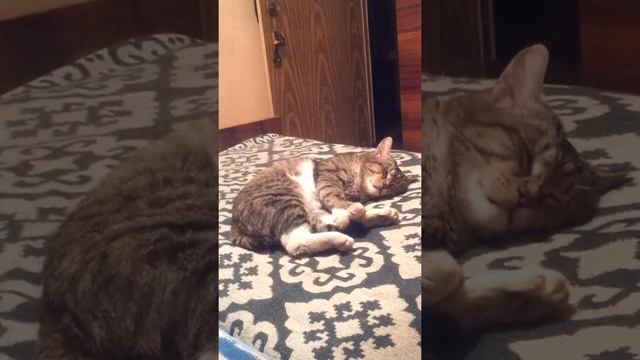 Schlafverhalten von Katzen. Sleep behavior of cats. Поведение кошек во время сна. смотреть онлайн