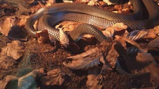 clelia rustica/ golden mussurana breeding смотреть онлайн