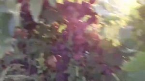 Виноград Кардинал (Классический, Калифорнийской селекции). Сезон 2017