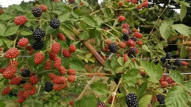 Manor Farm Strawberries смотреть онлайн