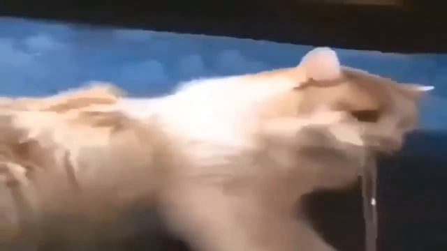 кот получил резинкой смотреть онлайн