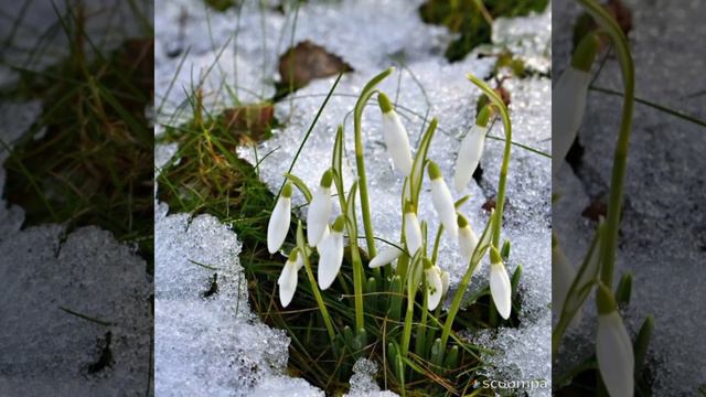 Антонио Вивальди март смотреть онлайн
