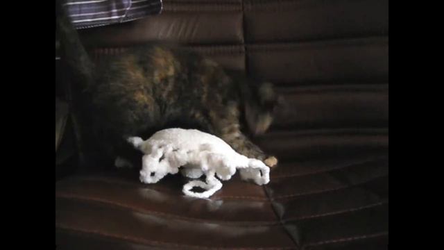 Первая игрушка для котенка! смотреть онлайн