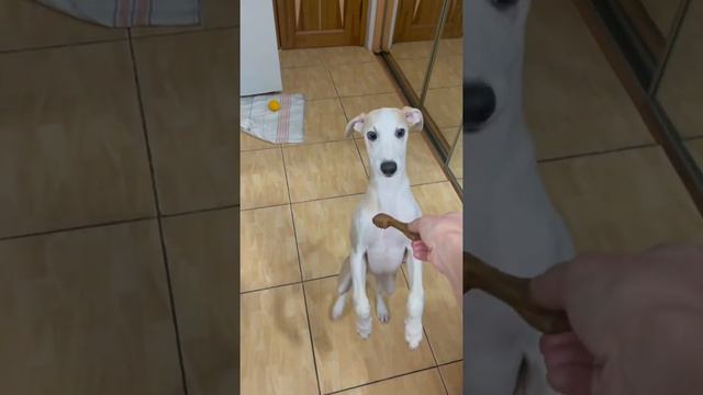 Уиппет Локи 3 месяца three months old whippet