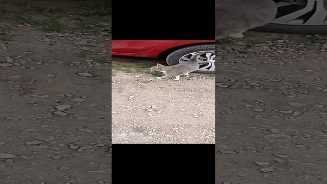Деревня язевка