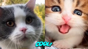 Самые смешные кошки и собаки- Милые животные #9