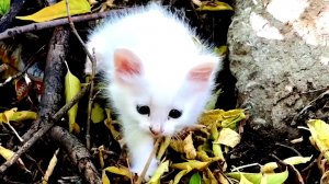 Потерянный и измученный котёнок ищет помощи. Месяц спустя. Котёнок Лиза.