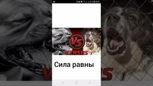 Алабай против питбуль. Кто победит?