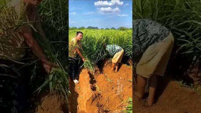 Young ginger harvesting in China