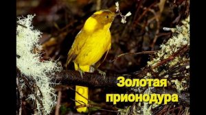 Жёлтые птицы ????