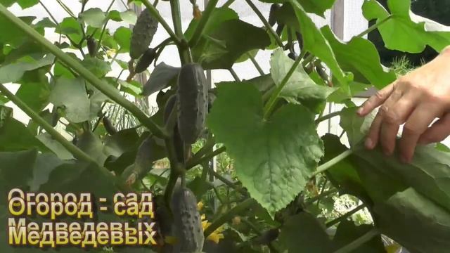 Нужно или не нужно опыление партенокарпическим гибридам огурца смотреть онлайн