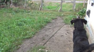 Собака ВПЕРВЫЕ видит козлят