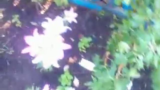 Клубника поздняя (мальвина) и малина (утреняя роса)