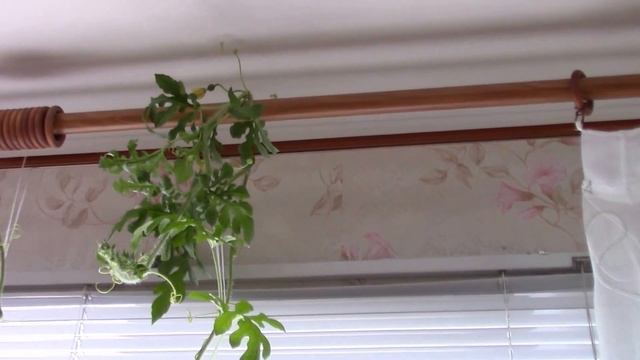 Как выросли арбузы на подоконнике. Огород на подоконнике. Арбуз на подоконнике.