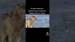 В мире Животных Мудрые Волки 🐺