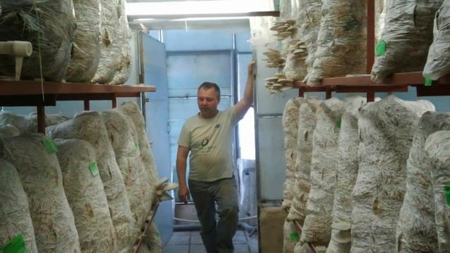 Выращивание грибов вешенка. Бизнес идея в гараже или подвале.