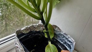 Как вырастить кабачок дома на балконе. Итоги.
