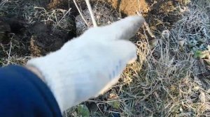 Как ПОСАДИТЬ БЕРЁЗУ - 2! Осень - 2019!